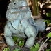iguana_blue_qebp_gc_v_0153_cay0621.jpg